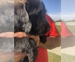 Small Photo #7 Australian Labradoodle Puppy For Sale in ALDRICH, MO, USA