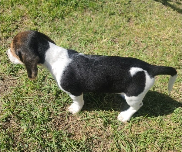 Medium Photo #3 Beagle Puppy For Sale in CYPRESS, TX, USA
