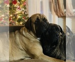 Small Photo #27 Mastiff Puppy For Sale in MIDDLETOWN, DE, USA