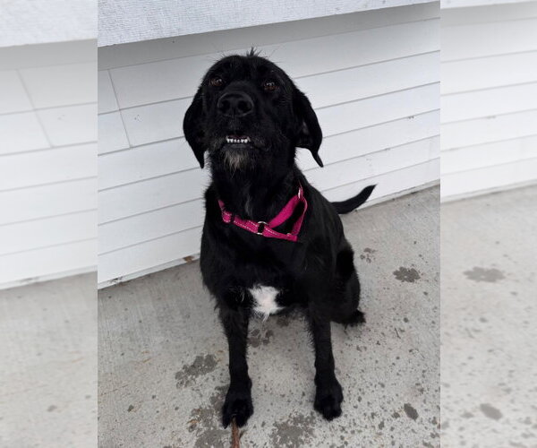 Medium Photo #9 Labrador Retriever-Unknown Mix Puppy For Sale in Muskegon, MI, USA