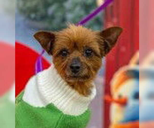 Medium Photo #2 Mutt Puppy For Sale in Fremont, CA, USA