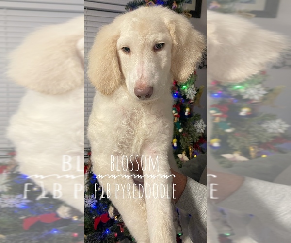 Medium Photo #5 Pyredoodle Puppy For Sale in AQUILLA, TX, USA