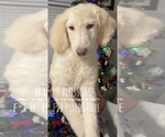 Small Photo #5 Pyredoodle Puppy For Sale in AQUILLA, TX, USA