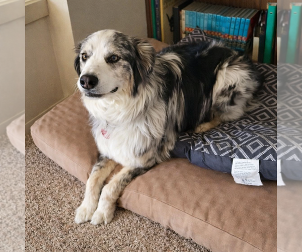 Medium Photo #3 Australian Shepherd-Unknown Mix Puppy For Sale in Laramie, WY, USA