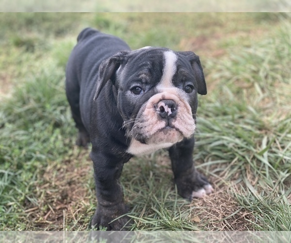 Medium Photo #5 English Bulldog Puppy For Sale in HAMDEN, CT, USA