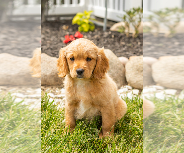 Medium Photo #27 Golden Cavadoodle Puppy For Sale in MILLERSBURG, IN, USA