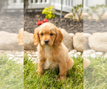 Small Photo #27 Golden Cavadoodle Puppy For Sale in MILLERSBURG, IN, USA