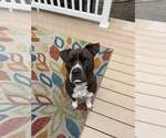 Small #10 Bullboxer Pit