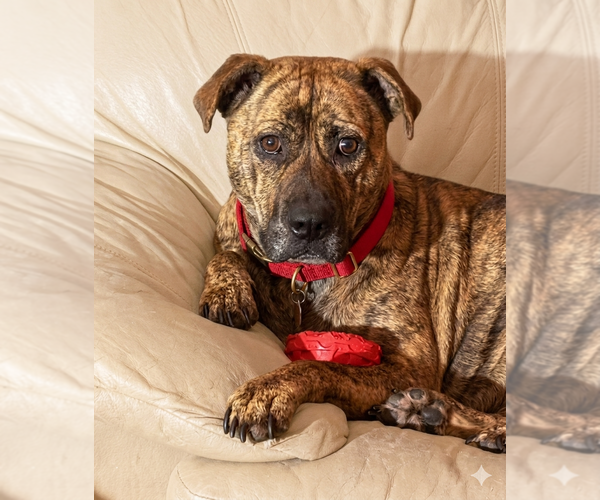 Medium Photo #2 Catahoula Leopard Dog-Labrador Retriever Mix Puppy For Sale in Mt. Laurel, NJ, USA