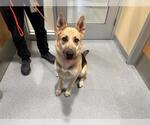 Small German Shepherd Dog Mix