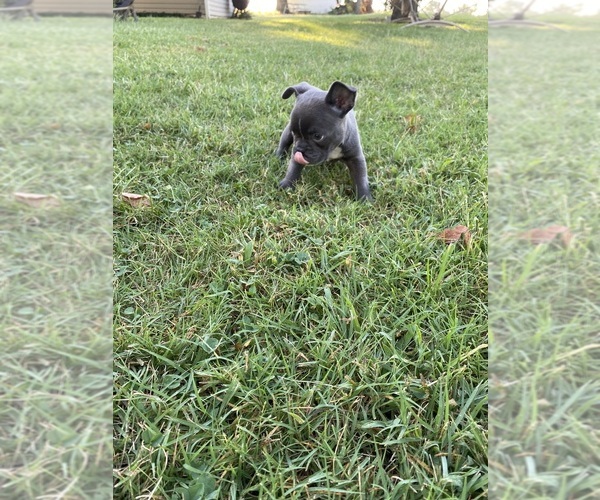 Medium Photo #7 Faux Frenchbo Bulldog Puppy For Sale in FREDONIA, KS, USA