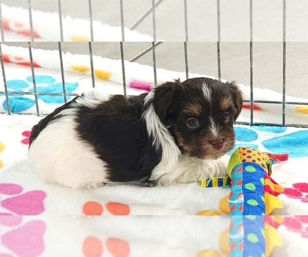 Medium Photo #4 Havashire Puppy For Sale in ORO VALLEY, AZ, USA