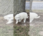 Small Photo #6 Great Pyrenees Puppy For Sale in CANOGA, NY, USA