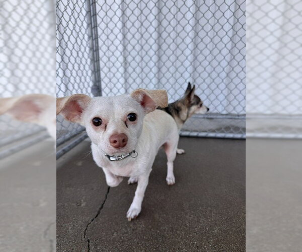 Medium Photo #1 Chihuahua Puppy For Sale in Bakersfield, CA, USA