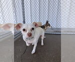 HUMPHREY - Male Chihuahua Dog for Adoption - Small photo
