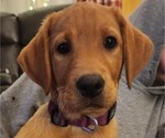 Small Photo #22 Labrador Retriever Puppy For Sale in BUFFALO, NY, USA