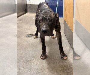 Mutt Dogs for adoption in Forestville, MD, USA