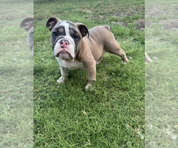 Medium Photo #1 English Bulldog Puppy For Sale in CELINA, TX, USA