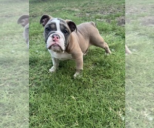 English Bulldog Puppy for sale in CELINA, TX, USA