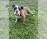 Small English Bulldog