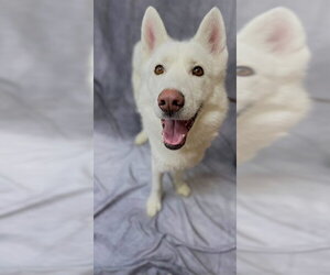 Siberian Husky Dogs for adoption in Ogden, UT, USA