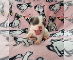 Small Photo #14 French Bulldog Puppy For Sale in SALEM, OR, USA