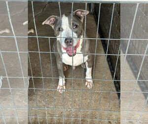 Monty - Male American Pit Bull Terrier Dog for Adoption - Photo #3
