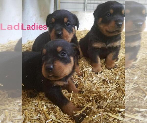 Medium Photo #1 Rottweiler Puppy For Sale in COLUMBIA, MO, USA