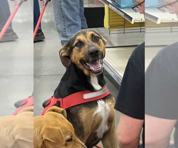 Medium Photo #9 Catahoula Leopard Dog-German Shepherd Dog Mix Puppy For Sale in Bolivar, MO, USA