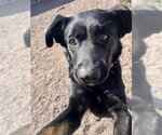 Small #2 Labrador Retriever Mix
