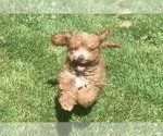 Small #9 Cockapoo