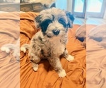 Small #6 Aussiedoodle-Goldendoodle Mix
