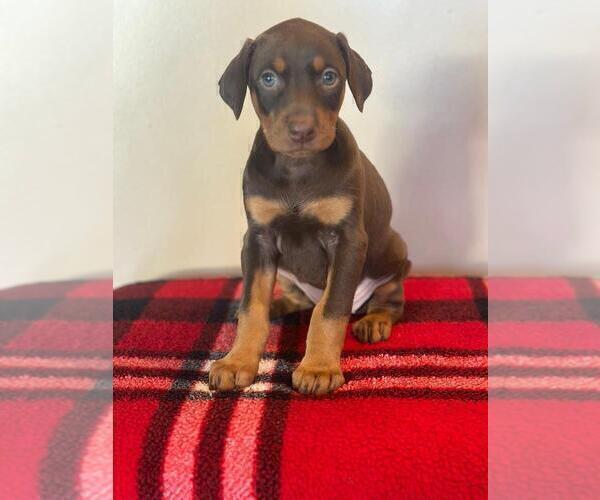 Medium Photo #6 Doberman Pinscher Puppy For Sale in SANTA ANA, CA, USA
