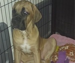 Puppy Hannah yellow Cane Corso
