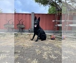 Small Photo #30 German Shepherd Dog Puppy For Sale in HAYWARD, CA, USA