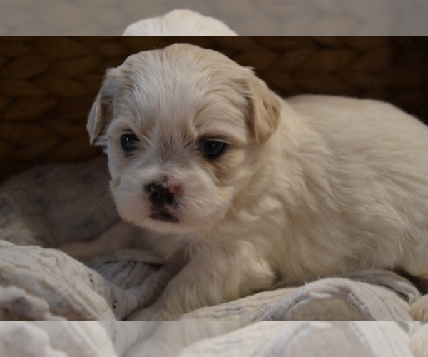 Medium Photo #4 Mal-Shi Puppy For Sale in GREENWOOD, WI, USA