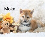 Small #1 Shiba Inu