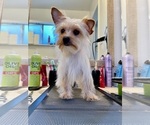 Small Photo #13 Yorkshire Terrier Puppy For Sale in HAYWARD, CA, USA