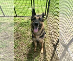 Rexy - Female German Shepherd Dog Dog for Adoption - Photo #8