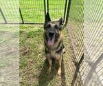 Small Photo #8 German Shepherd Dog Puppy For Sale in Abbeville, LA, USA