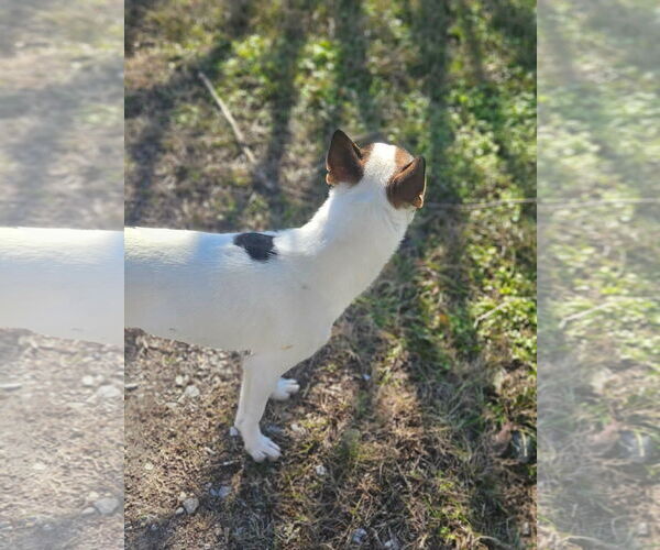 Medium Photo #6 Rat Terrier-Shiba Inu Mix Puppy For Sale in Wakefield, RI, USA