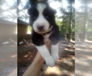 Siberian Husky Puppy for Sale in FLORENCE, South Carolina USA
