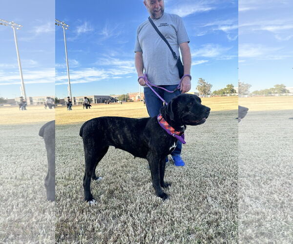 Medium Photo #3 Mutt Puppy For Sale in Goodyear, AZ, USA