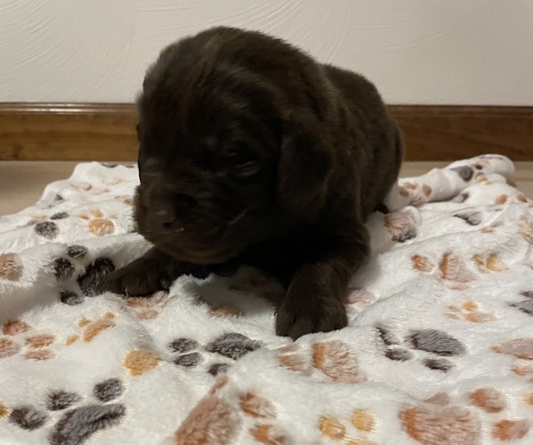 Medium Photo #1 Newfoundland Puppy For Sale in GREENSBURG, PA, USA