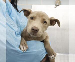 Mutt Dogs for adoption in San Antonio, TX, USA