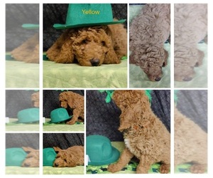 Poodle (Standard) Puppy for Sale in ROCKY MOUNT, Virginia USA