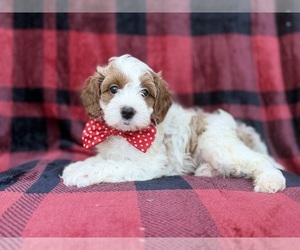 Cavapoo (Miniature) Puppy for sale in LAKELAND, FL, USA