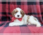 Image preview for Ad Listing. Nickname: Duke