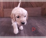 Small #5 Golden Retriever