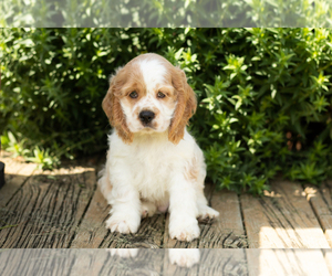 Cocker Spaniel Puppy for sale in NAPPANEE, IN, USA